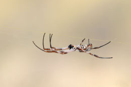 Macro image of the week on Birdphotographers.net