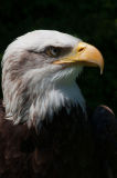 American bald eagle portrait