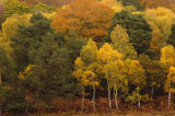 Autumn in the New Forest