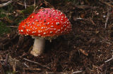 Amanita muscaria or fly agaric