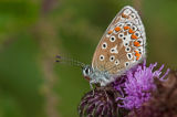 Brown Argus on the Stour valley nature reserve