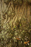 Chestnut Tree 