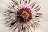 close up clematis
