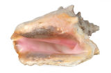 Conch Shell