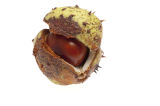 horse chestnut isolated