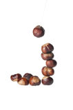 Conker column on white 