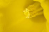 daffodil macro