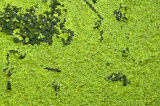 green algae