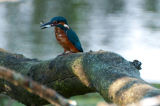 Kingfisher in September on the Stour