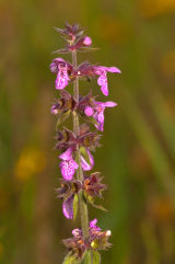 Stour Valley update 31 July 2011