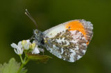 Anthocharis cardamines orange tip