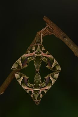 New Gallery added - Hawkmoths of Britain and Europe.