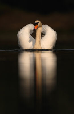 Mute Swan gallery featured on the BBC Wildlife magazine website