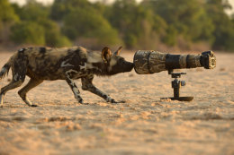 Wild Dogs, at last!