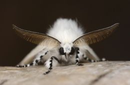More European Moths!