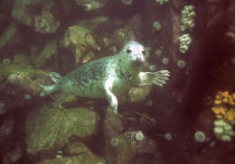 Diving Images