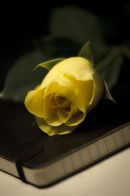 Yellow rose