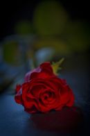 Red rose