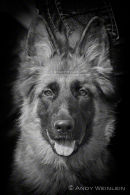 Hunde
