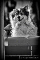 Hundesport