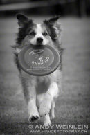 2011 Disc Dog AWI European Championship